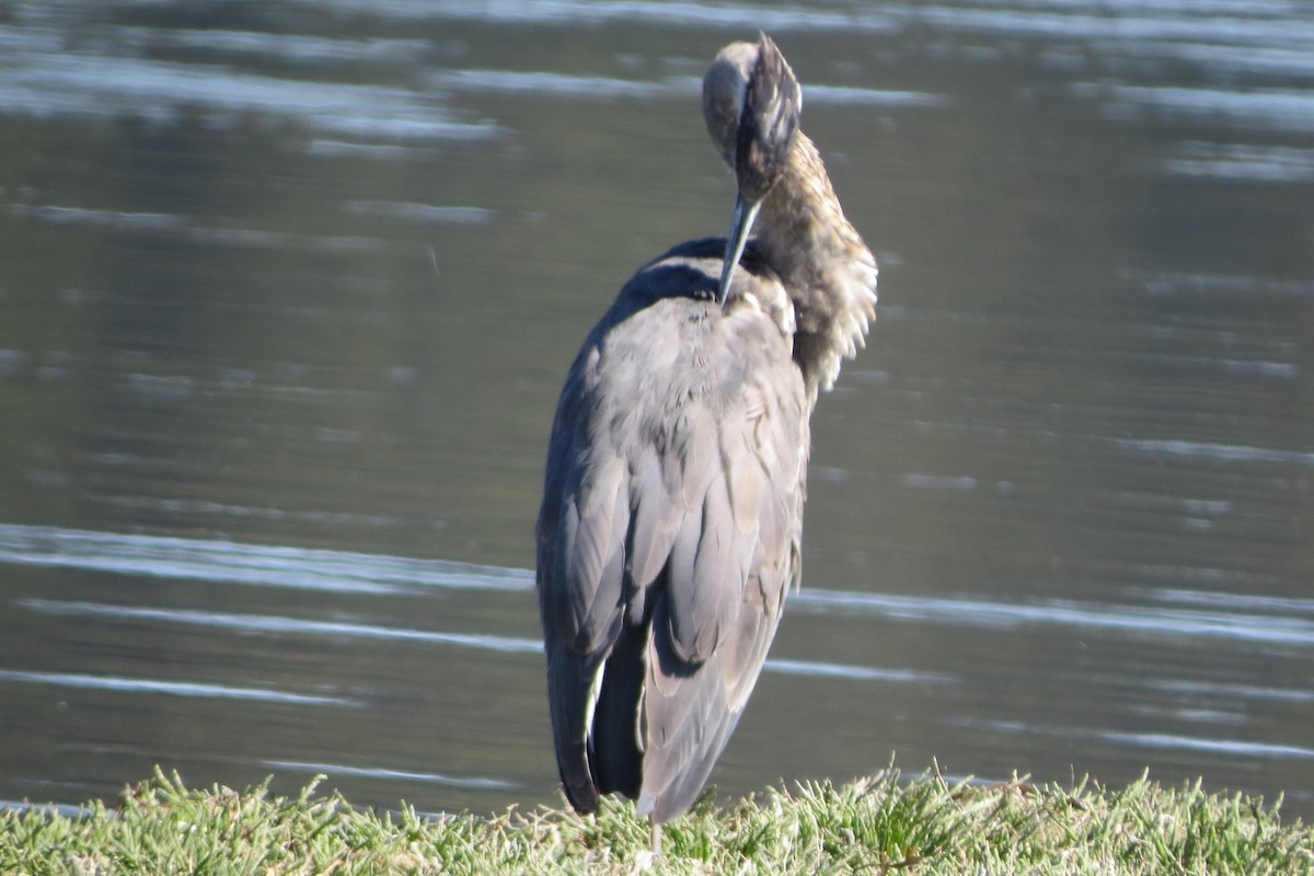 Great Blue Heron - Kathy  Kirk