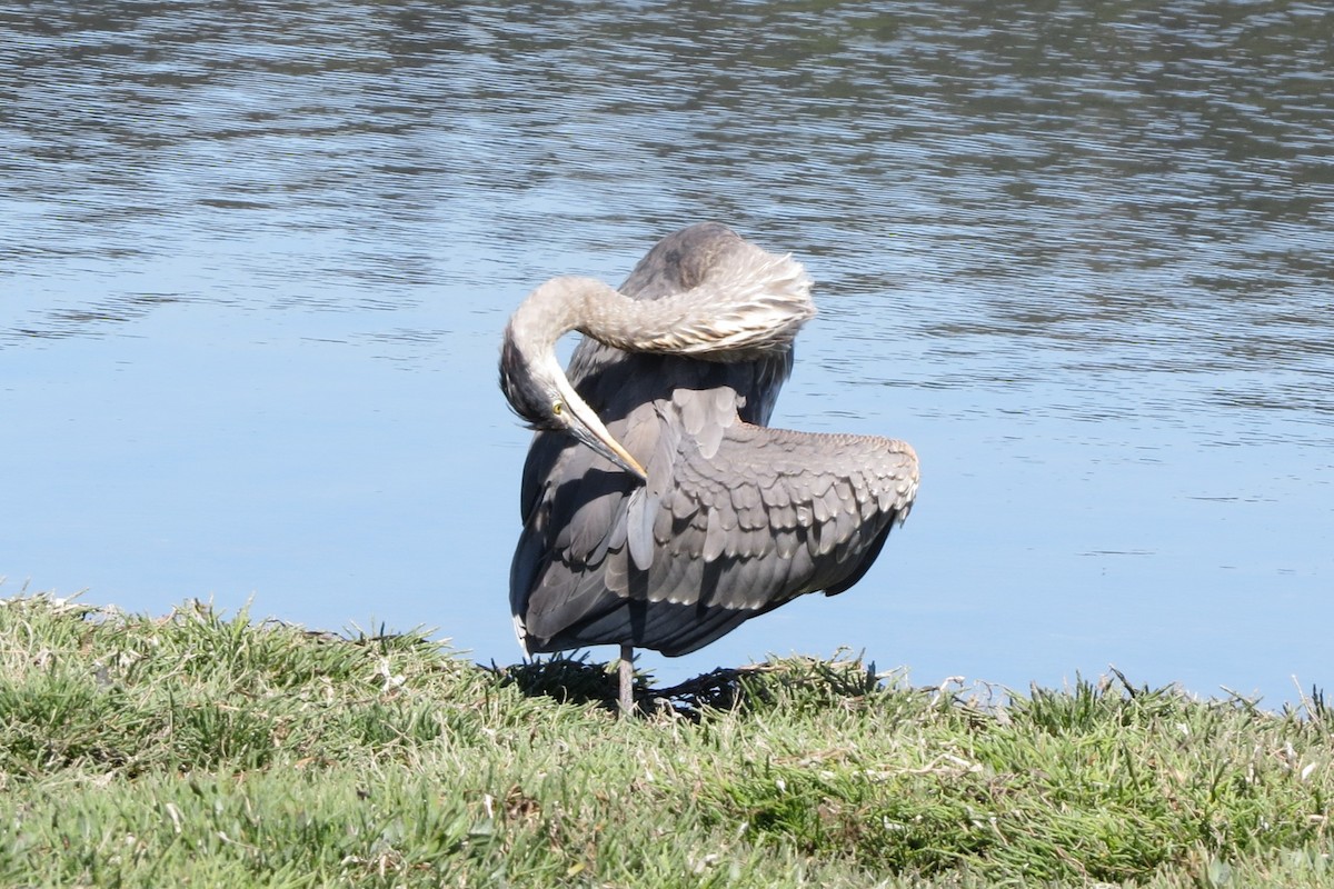 Great Blue Heron - Kathy  Kirk