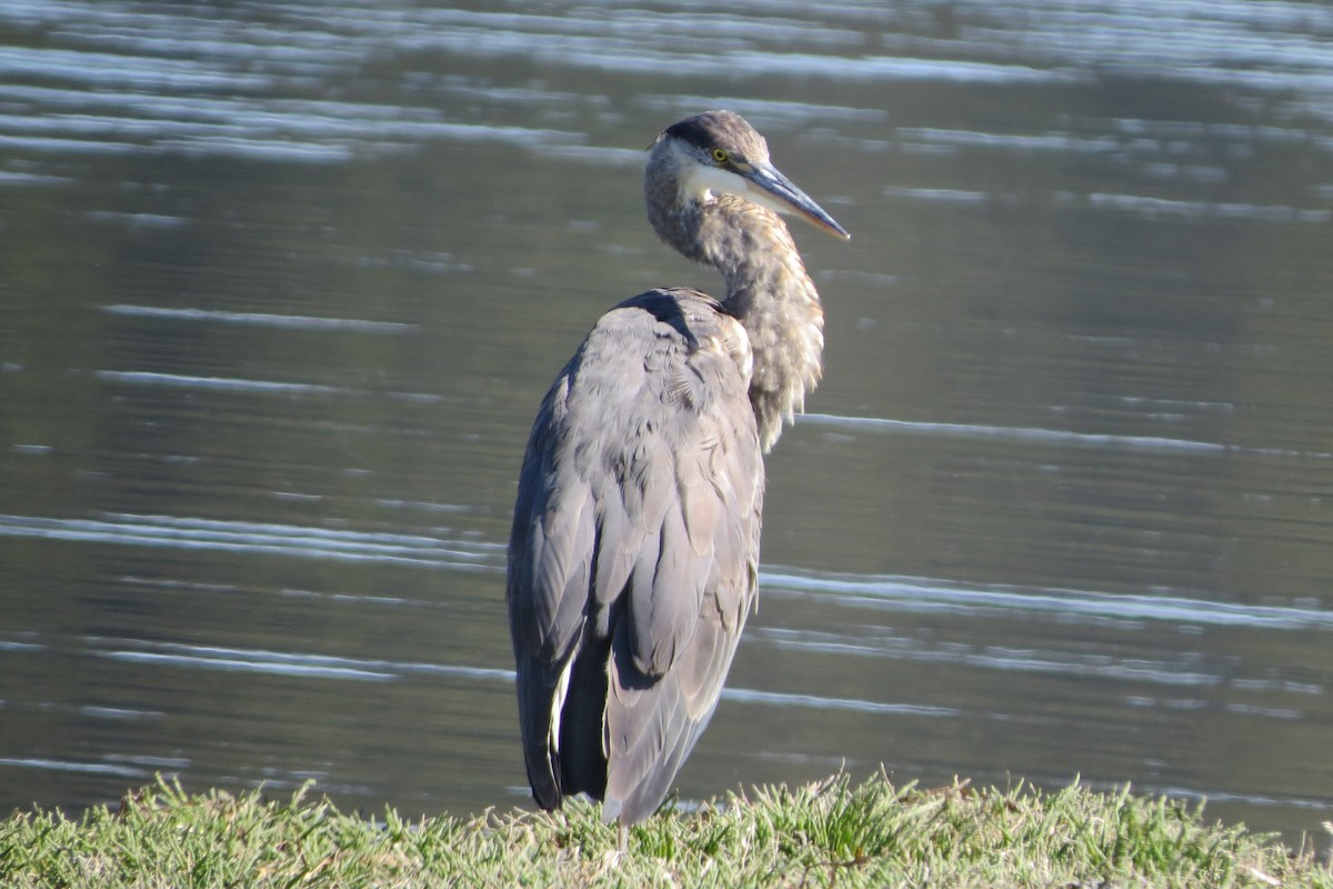 Great Blue Heron - ML619555552