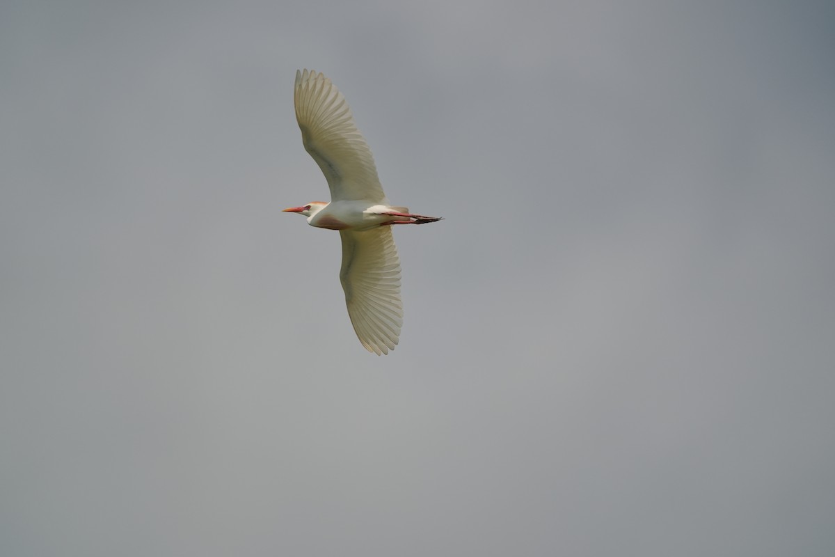 Western Cattle Egret - AJT BIRD