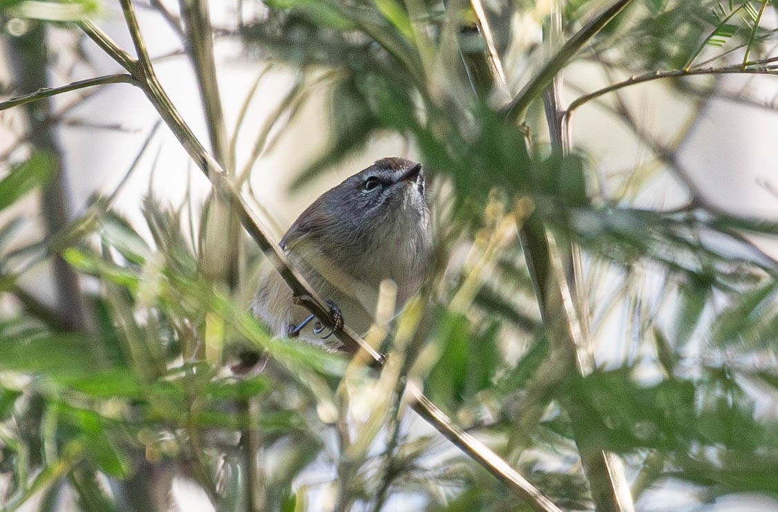 Brown Gerygone - Kevin Bartram