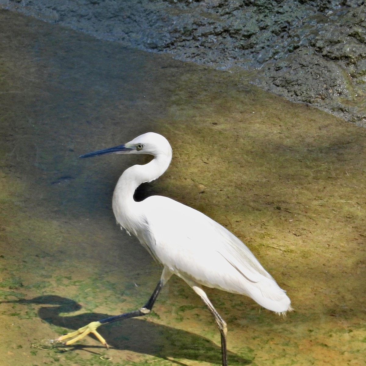 Little Egret - Alisha Tay