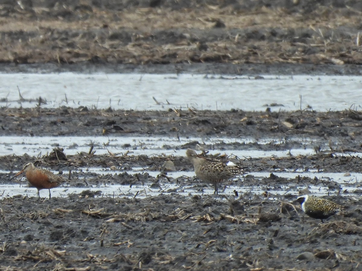 American Golden-Plover - James Jarosz