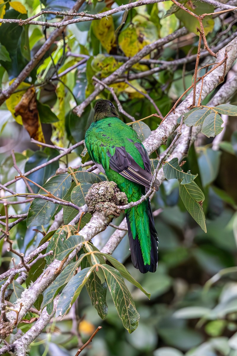 Resplendent Quetzal - Mason Flint