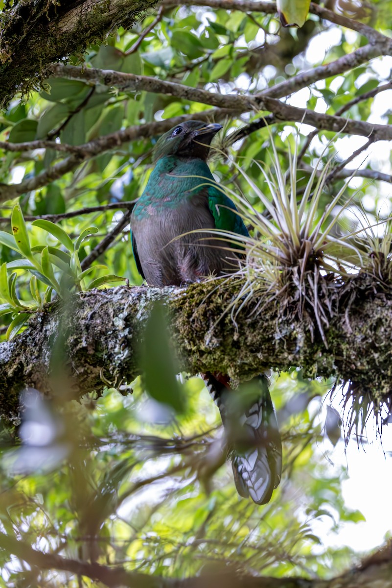 Resplendent Quetzal - Mason Flint