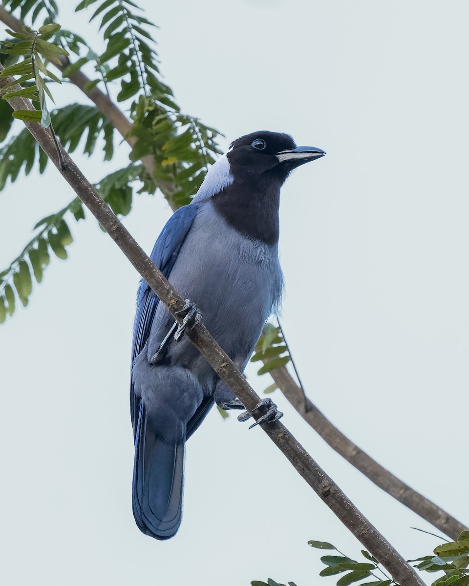 Violaceous Jay - Jairo Cadavid