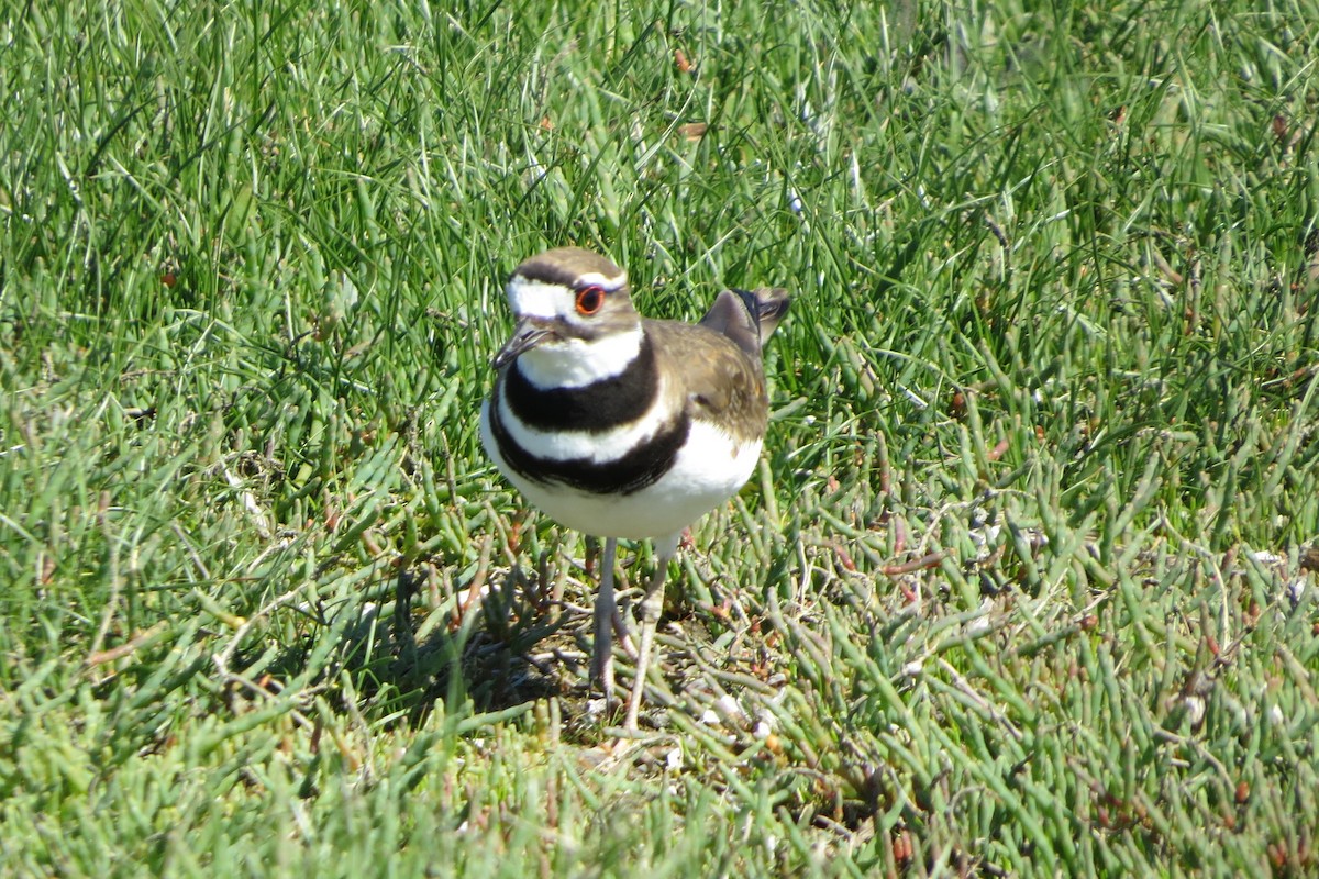 Killdeer - Kathy  Kirk