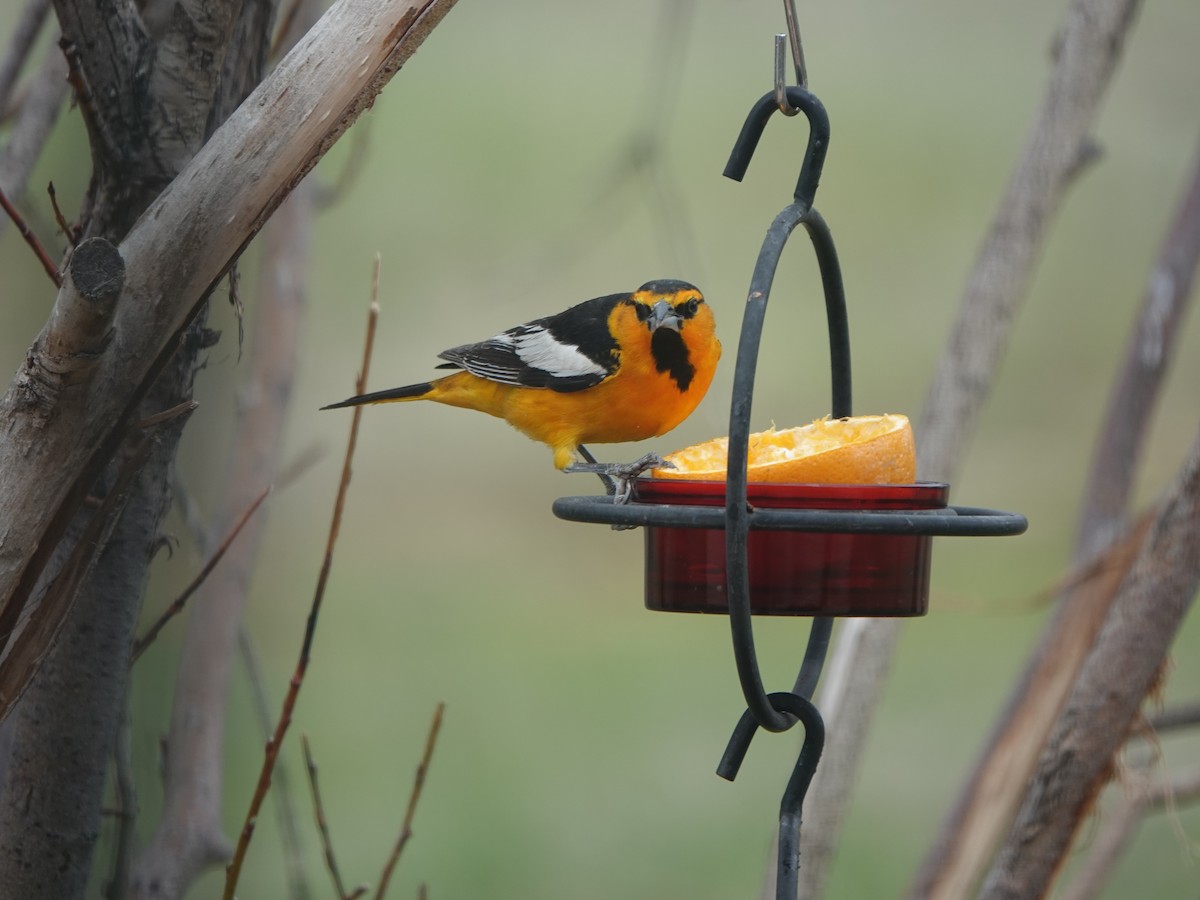 Bullock's Oriole - Kirsti Aamodt