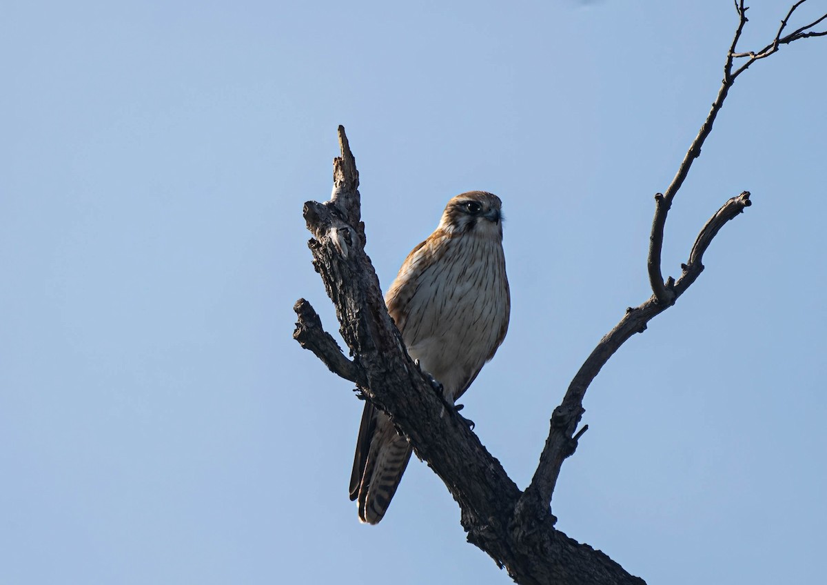 Brown Falcon - Gordon Arthur