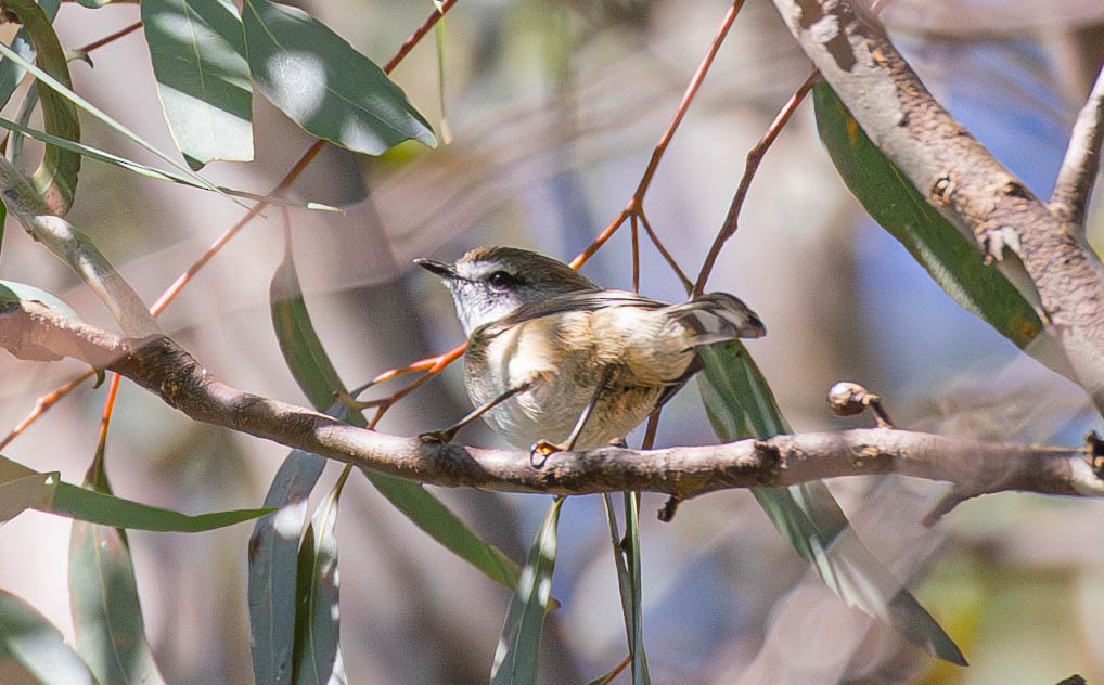 Brown Gerygone - Kevin Bartram