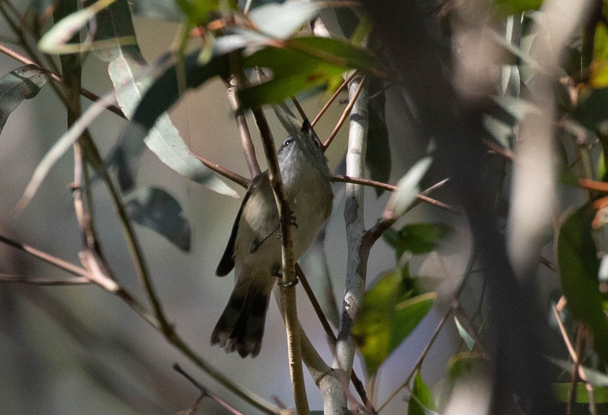 Brown Gerygone - Kevin Bartram