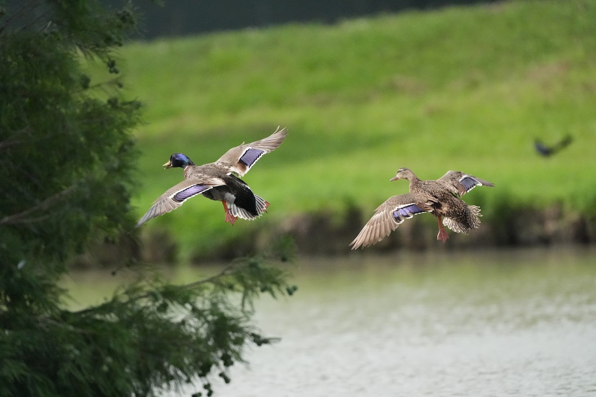 Mallard - AJT BIRD