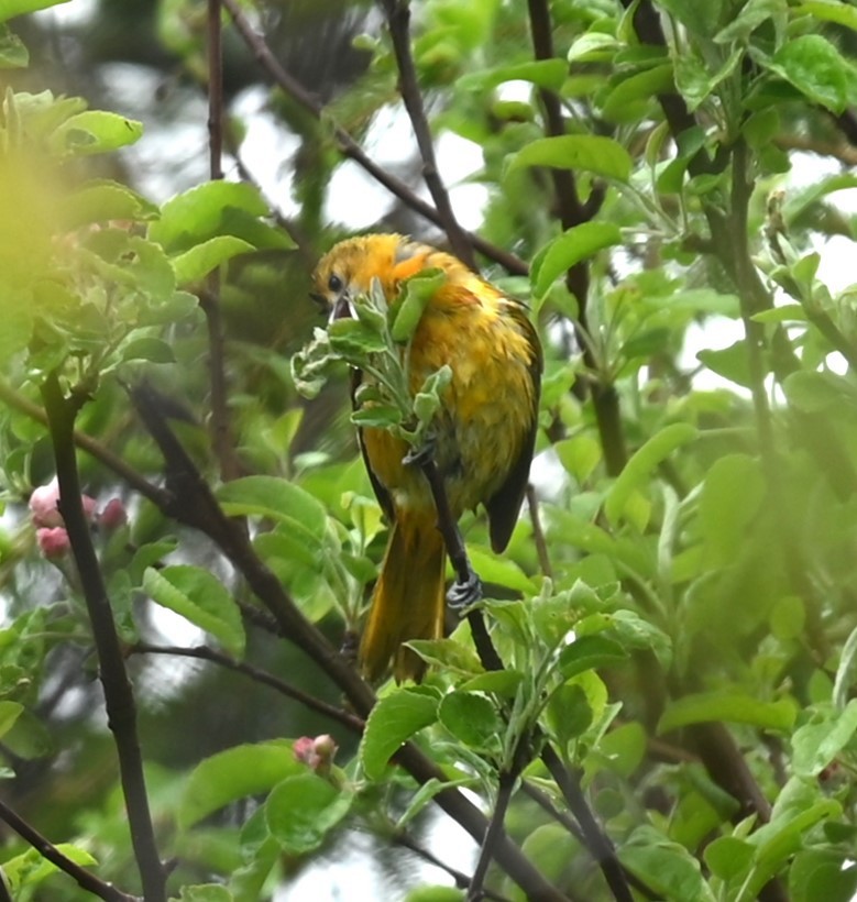 Baltimore Oriole - Nicolle and H-Boon Lee