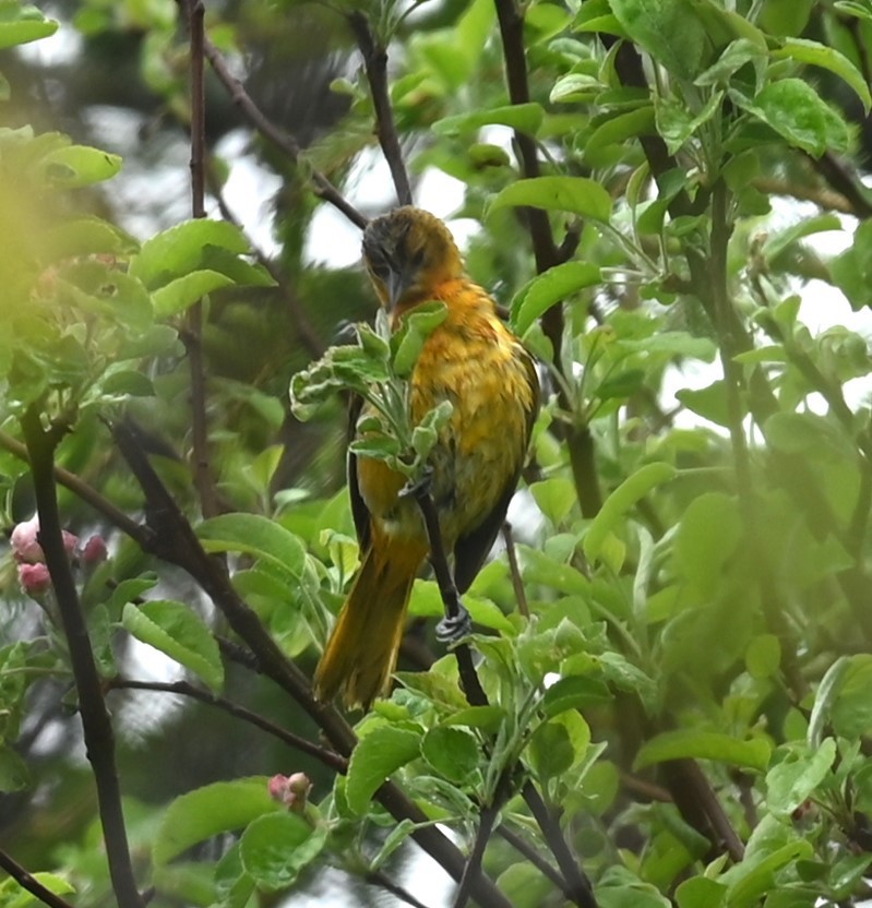 Baltimore Oriole - Nicolle and H-Boon Lee