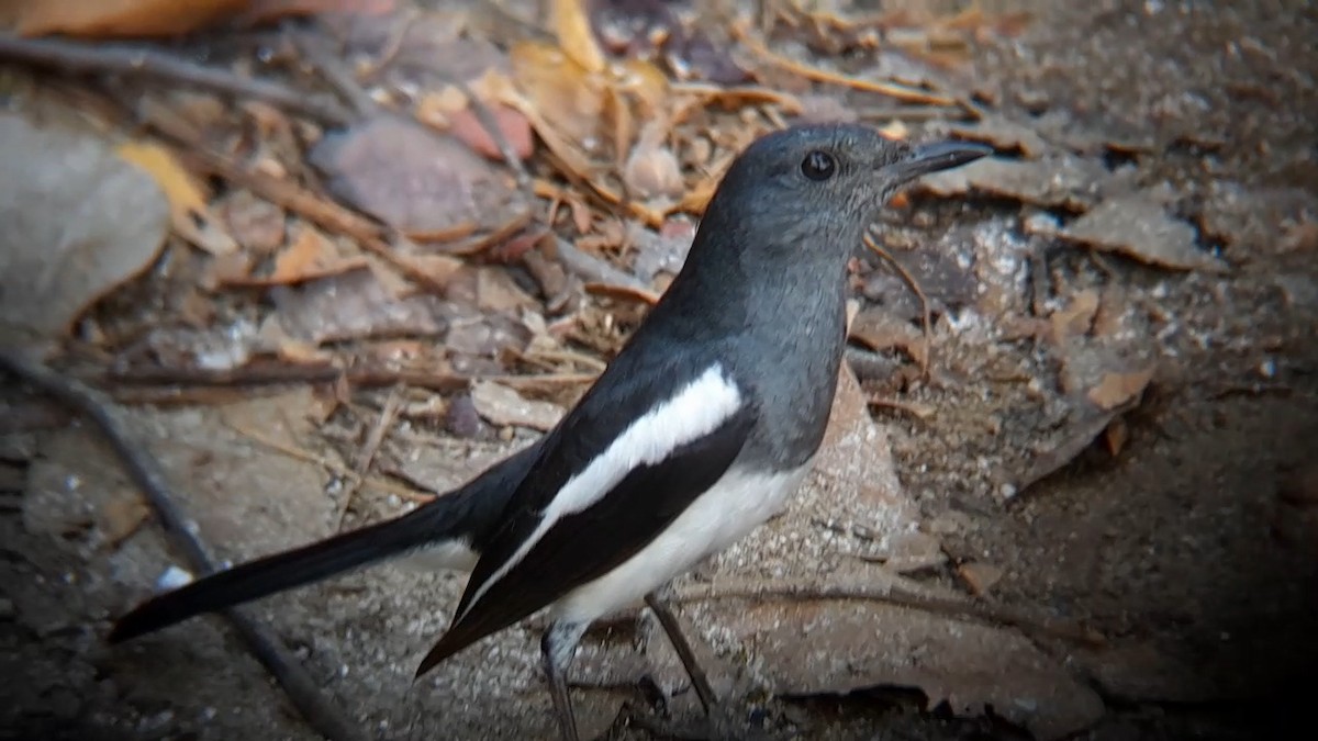 Oriental Magpie-Robin - RAKESH Dhurwey