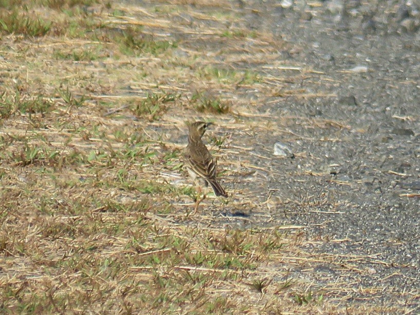 Paddyfield Pipit - Breyden Beeke