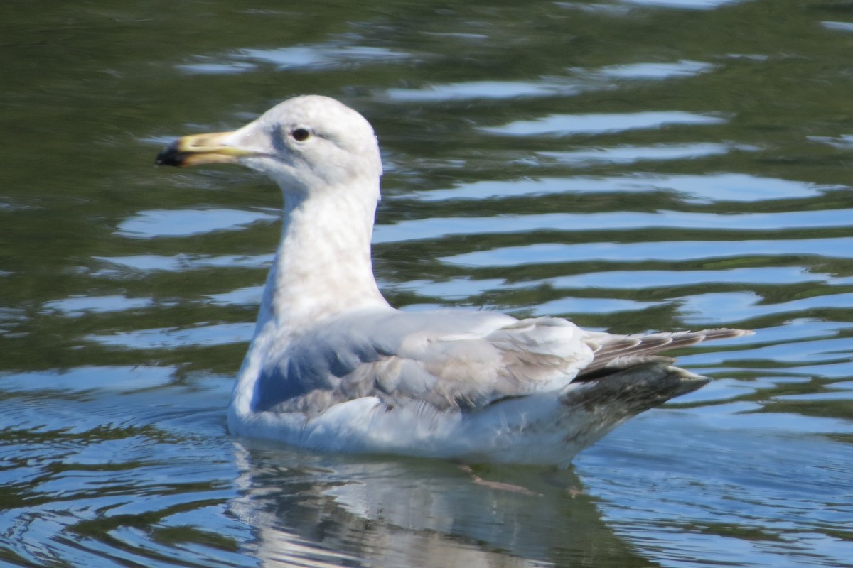 Glaucous-winged Gull - Kathy  Kirk