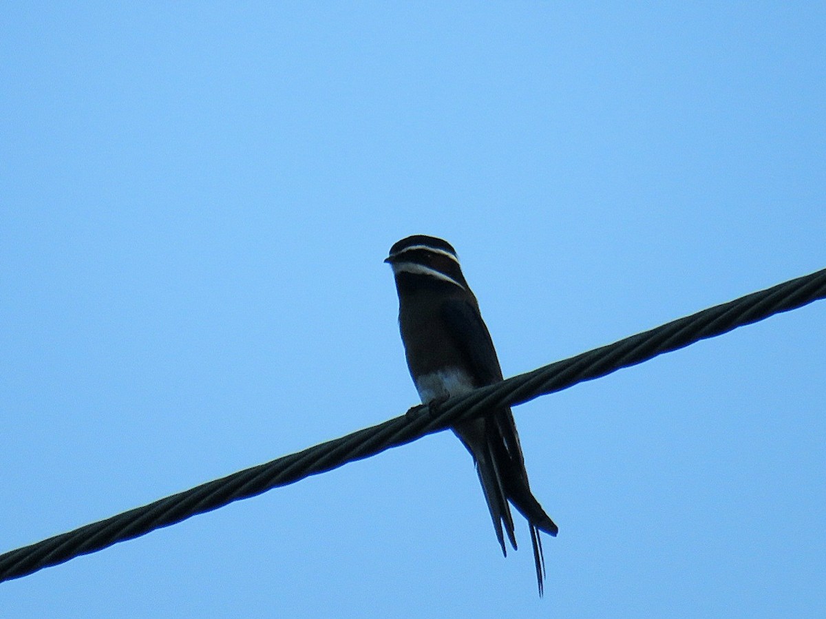 Whiskered Treeswift - Breyden Beeke