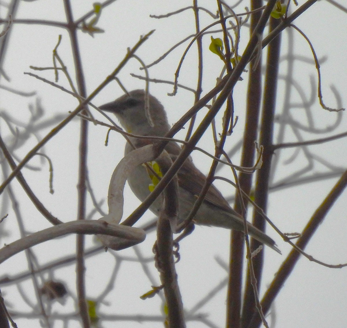Yellow-throated Sparrow - Bonda Sek