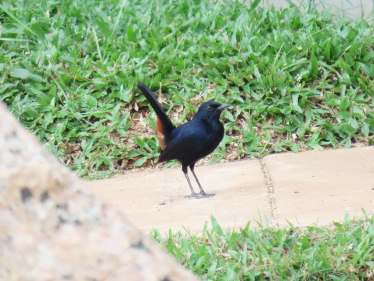 Indian Robin - Bosco Chan