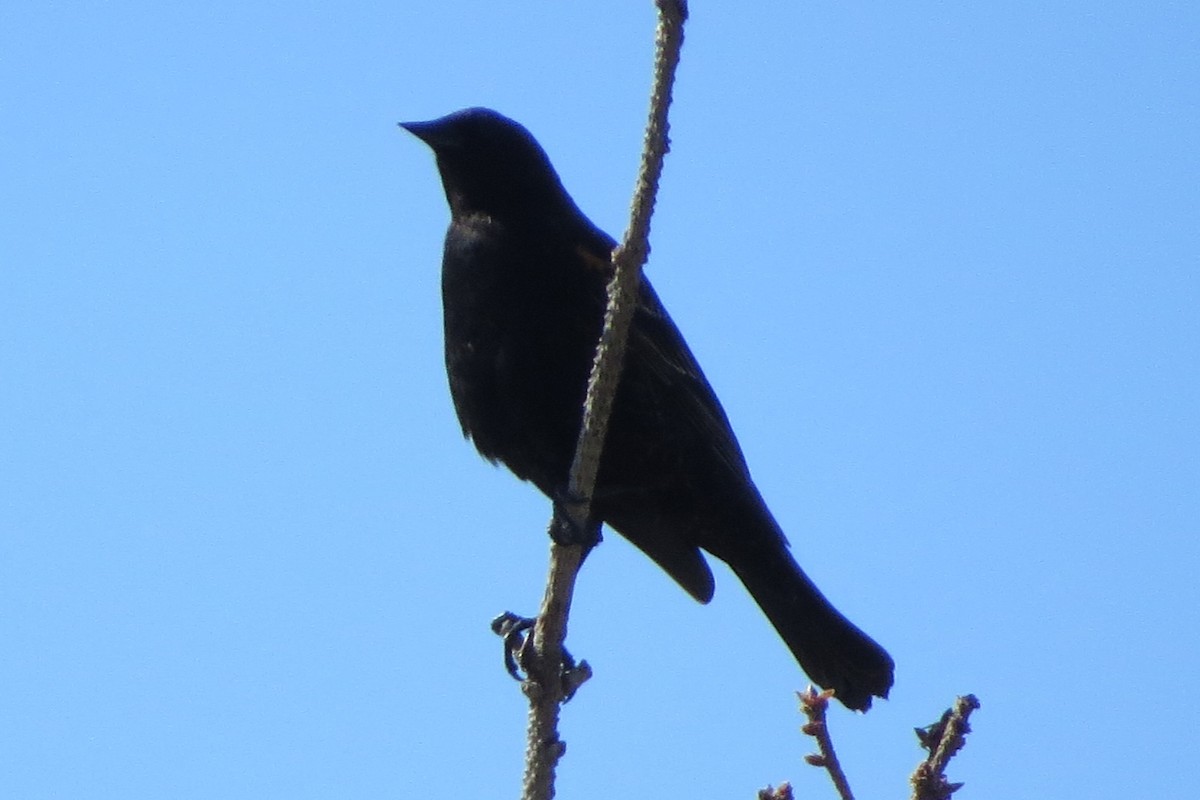 Brewer's Blackbird - ML619555610