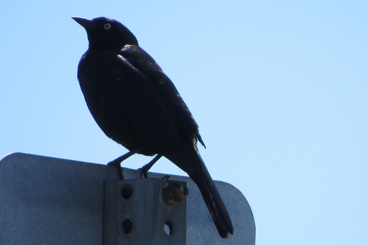 Brewer's Blackbird - ML619555611