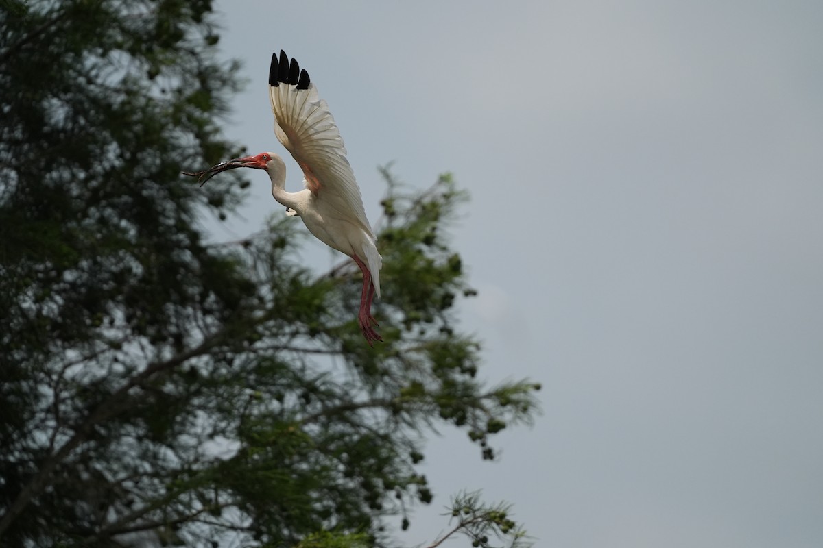 White Ibis - AJT BIRD