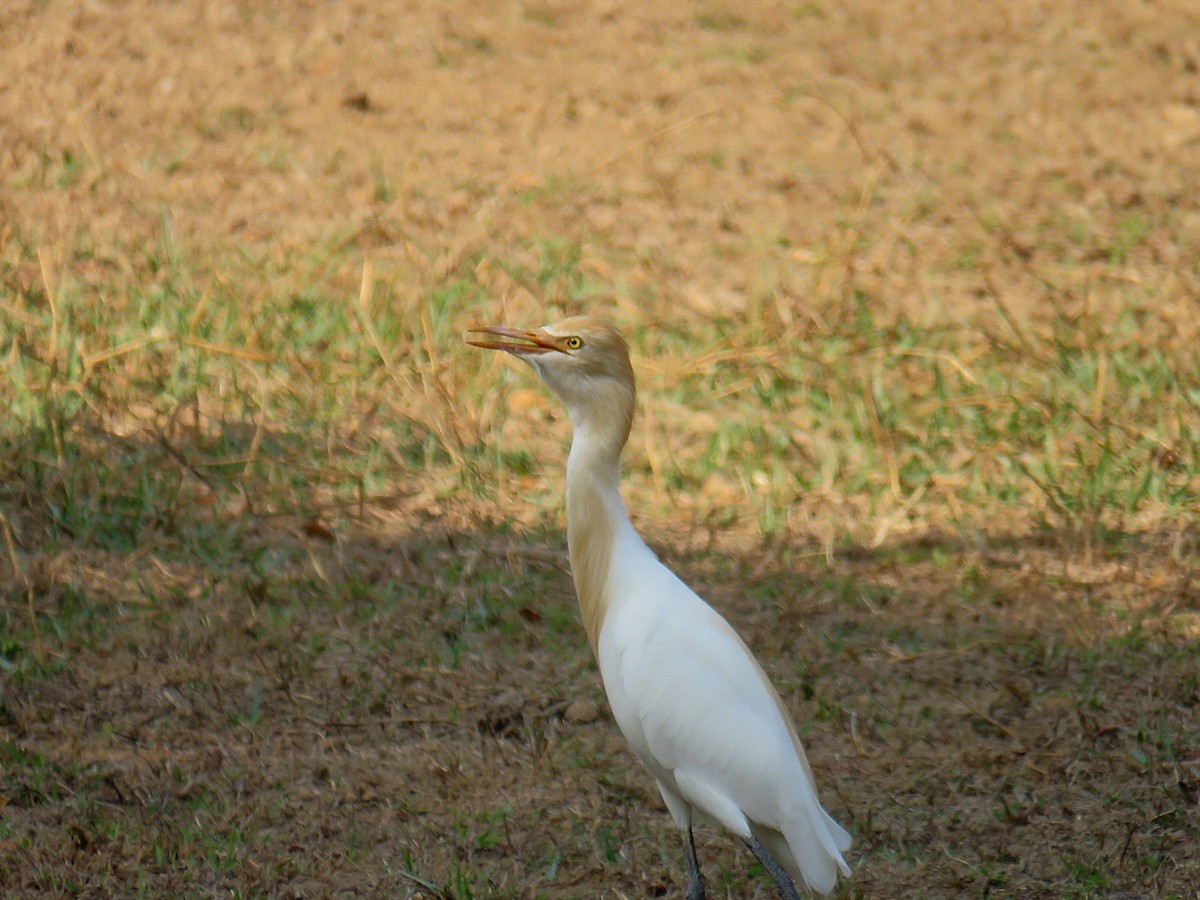 Eastern Cattle Egret - ML619555620