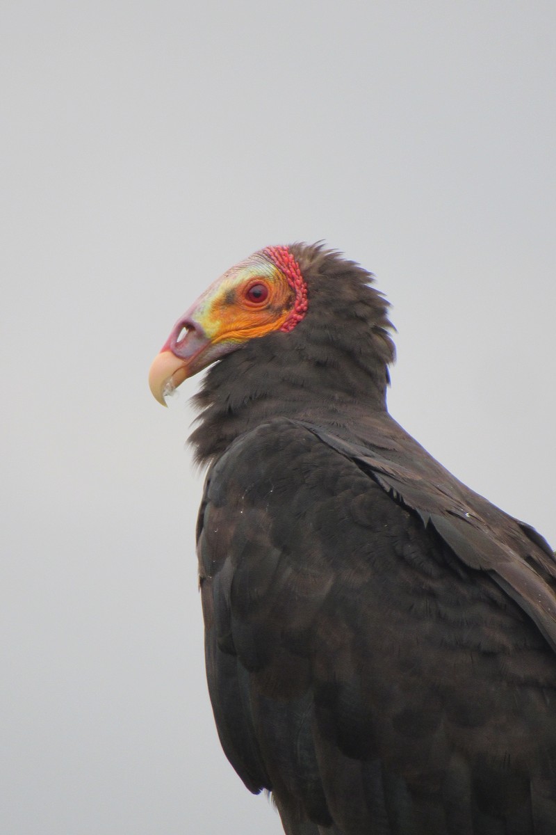 Lesser Yellow-headed Vulture - Aneth Pérez