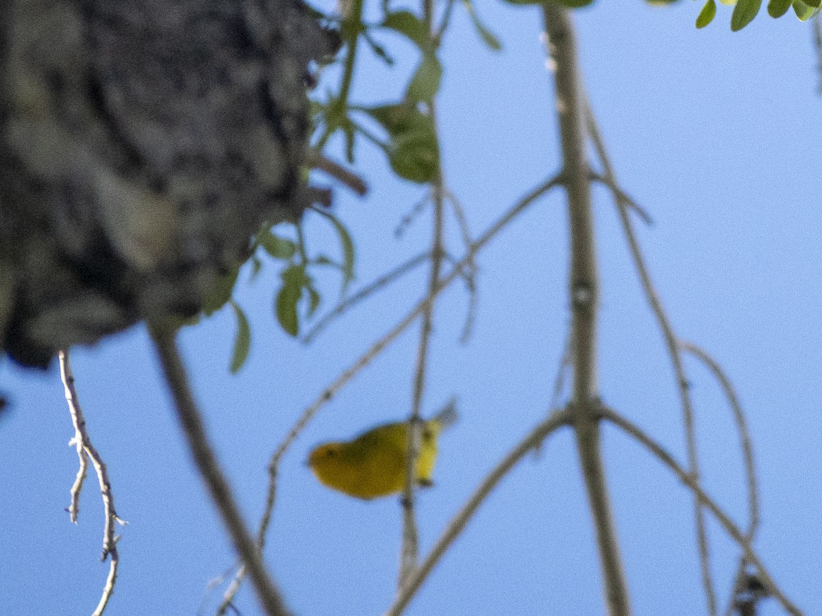 Wilson's Warbler - Carol Collins