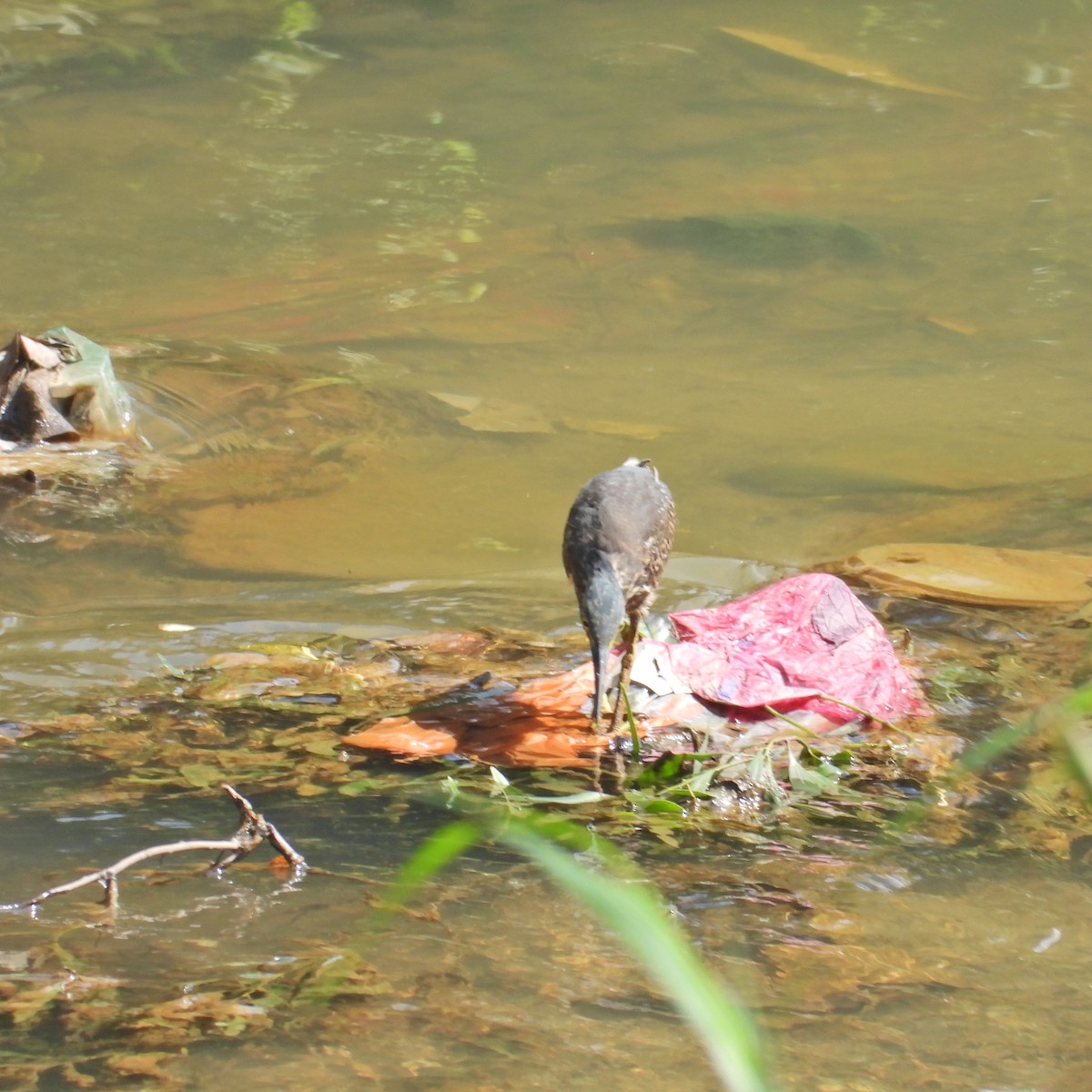 Striated Heron - Alisha Tay