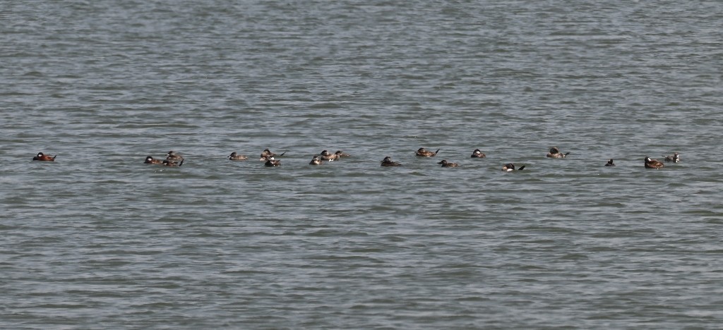 Ruddy Duck - ML619555637