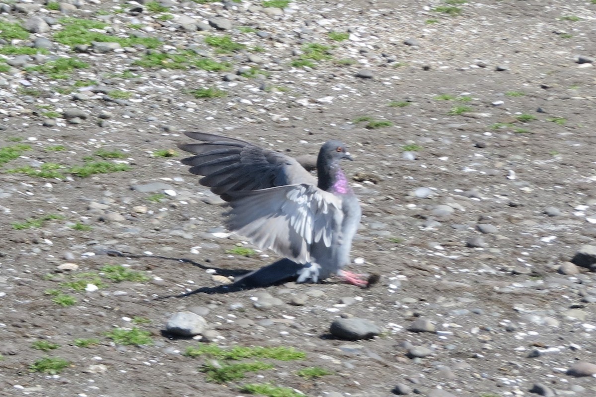 Rock Pigeon (Feral Pigeon) - Kathy  Kirk