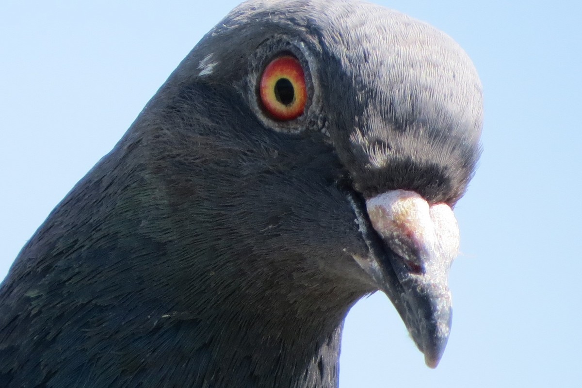 Rock Pigeon (Feral Pigeon) - Kathy  Kirk