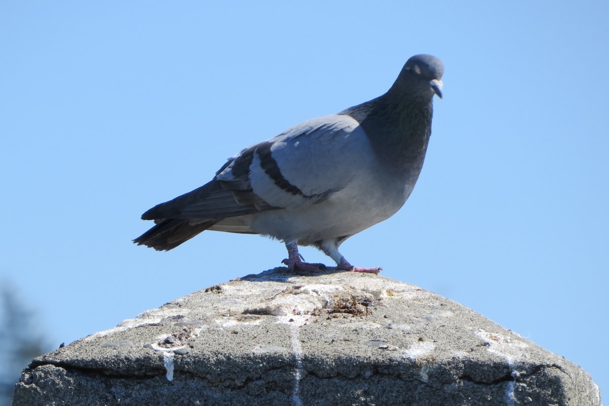 Rock Pigeon (Feral Pigeon) - Kathy  Kirk
