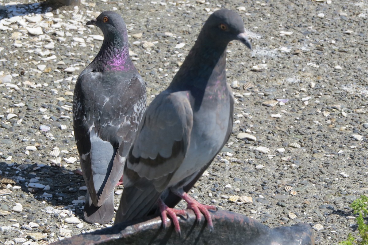 Rock Pigeon (Feral Pigeon) - Kathy  Kirk