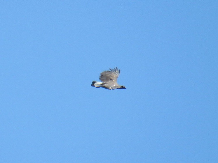 Gray-headed Fish-Eagle - Breyden Beeke