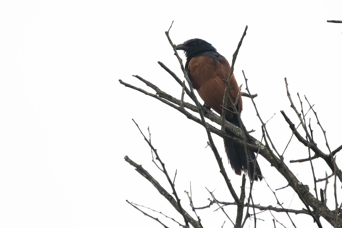 Greater Coucal - Ravi Jesudas