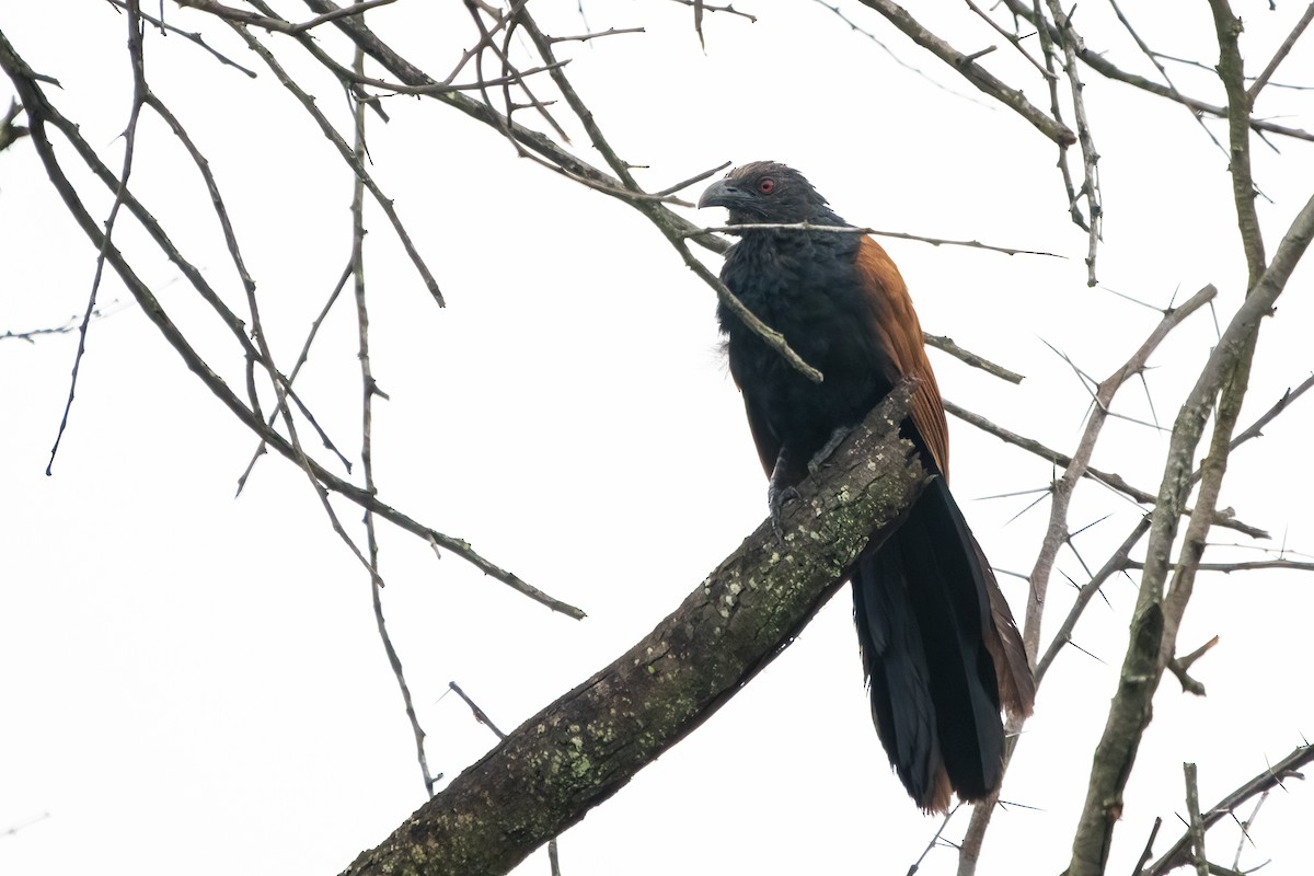 Greater Coucal - Ravi Jesudas