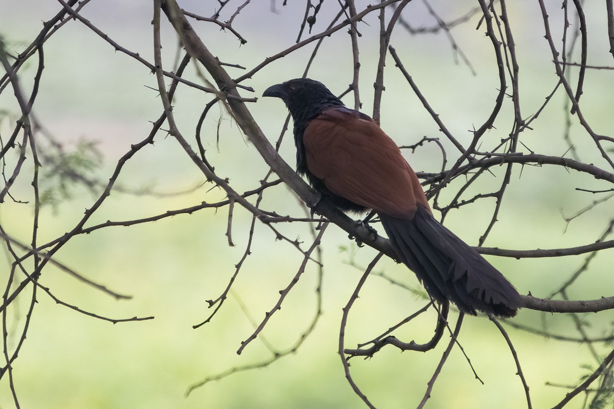 Greater Coucal - Ravi Jesudas