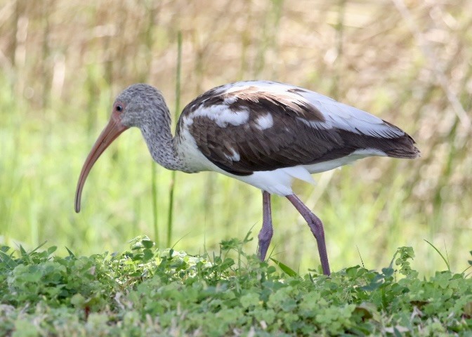 White Ibis - Dave Bengston