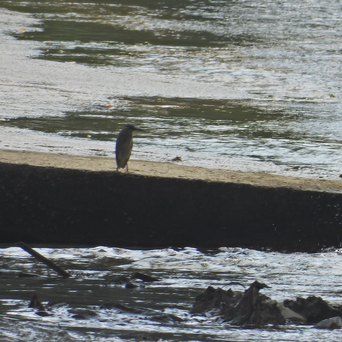 Striated Heron - Alisha Tay