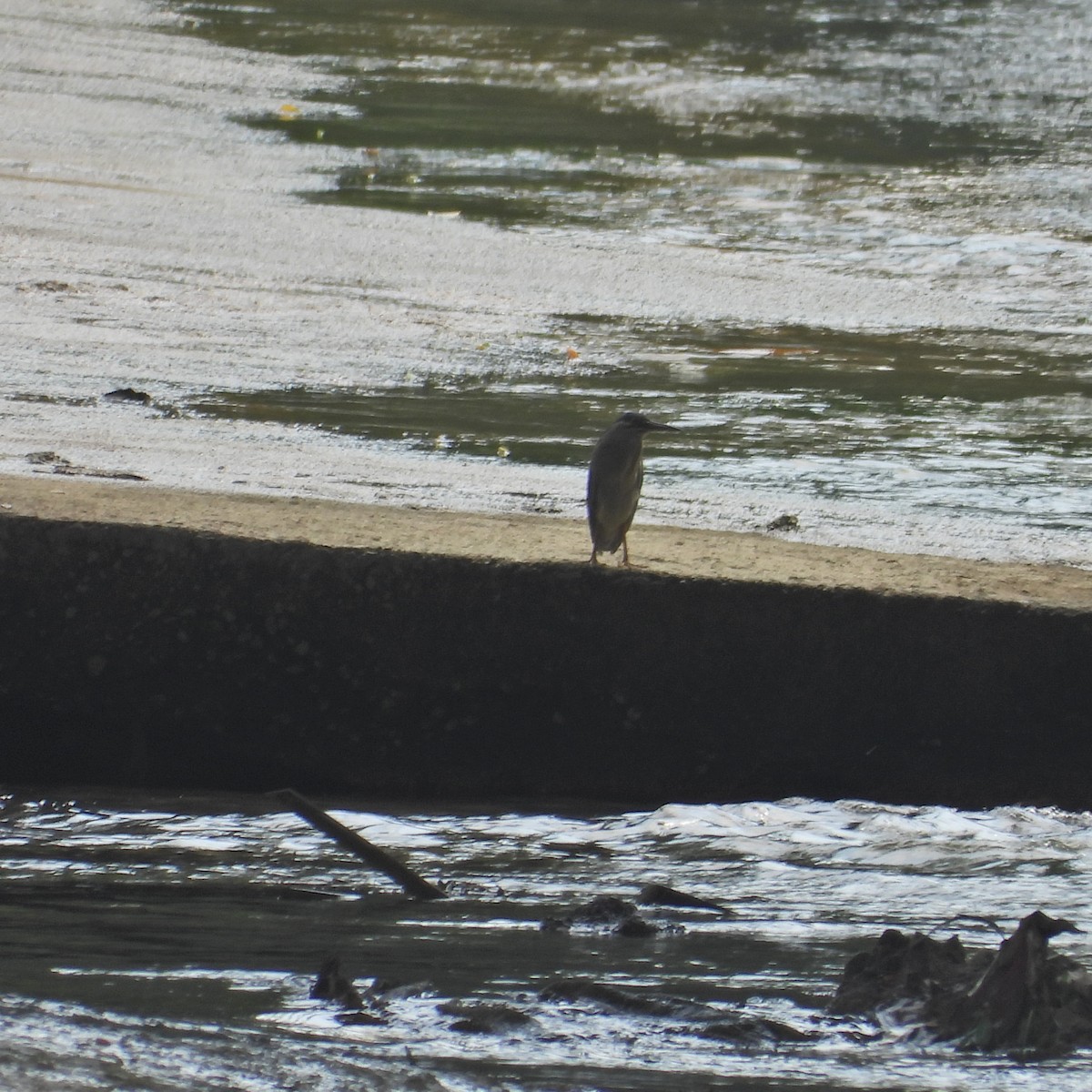 Striated Heron - Alisha Tay