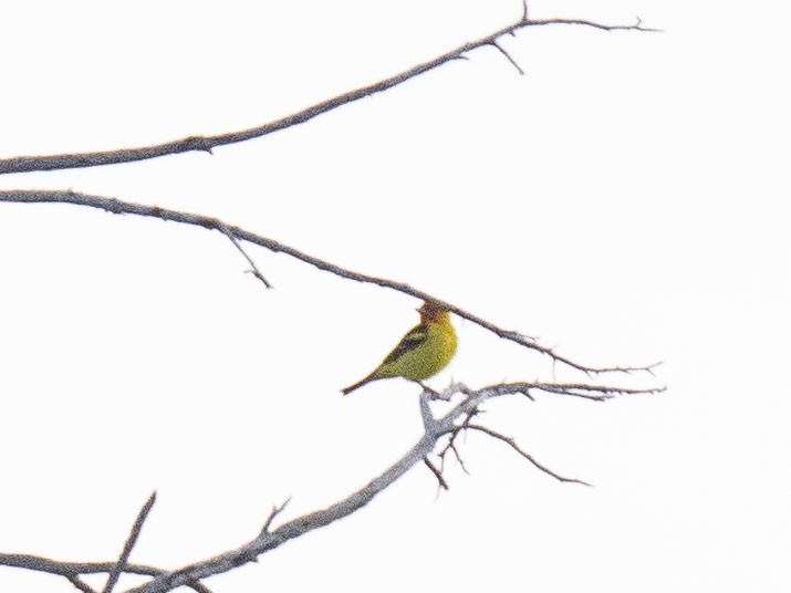 Western Tanager - Carol Collins