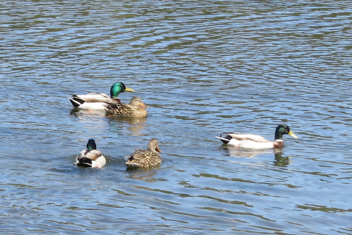 Mallard - Kathy  Kirk