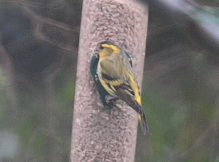 Eurasian Siskin - ML619555671