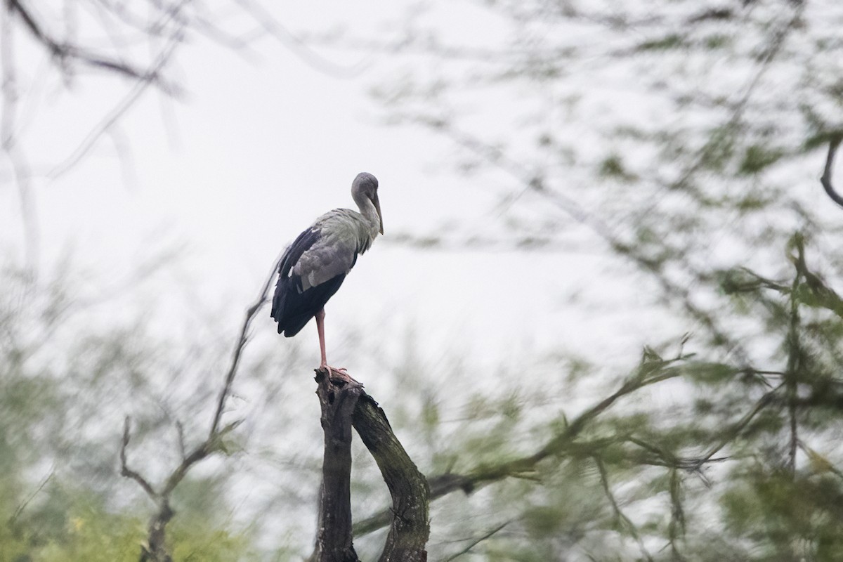 Asian Openbill - Ravi Jesudas