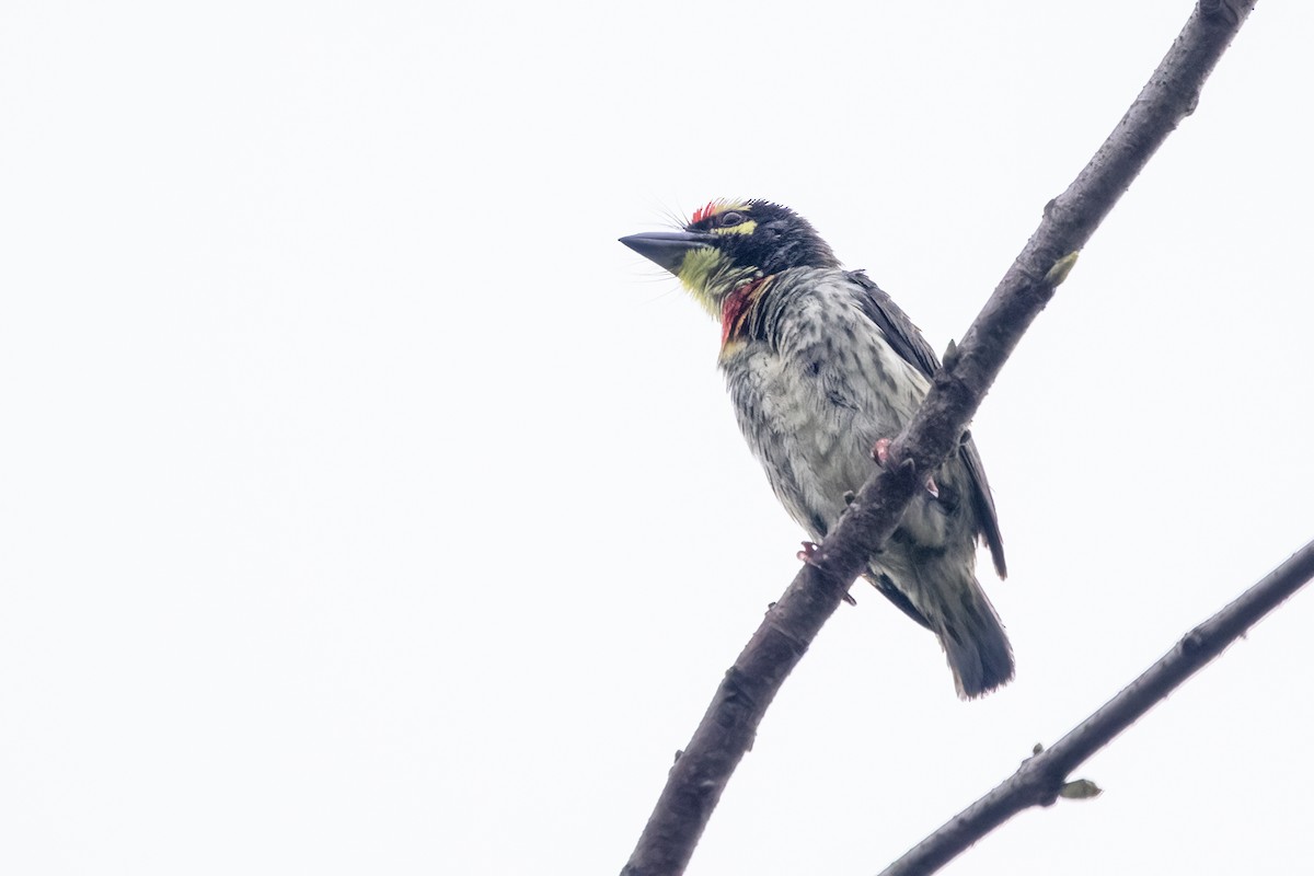 Coppersmith Barbet - Ravi Jesudas