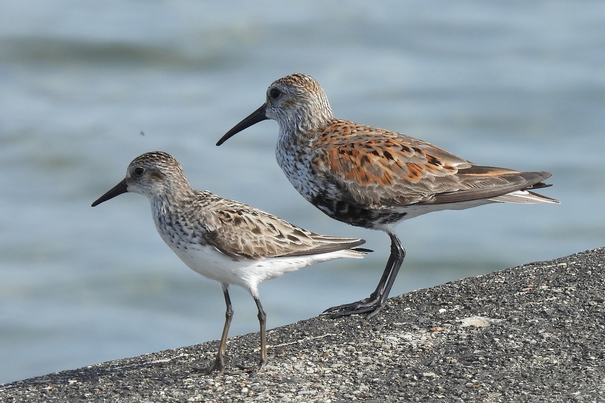 Semipalmated Sandpiper - Tracy W    (°▽°)