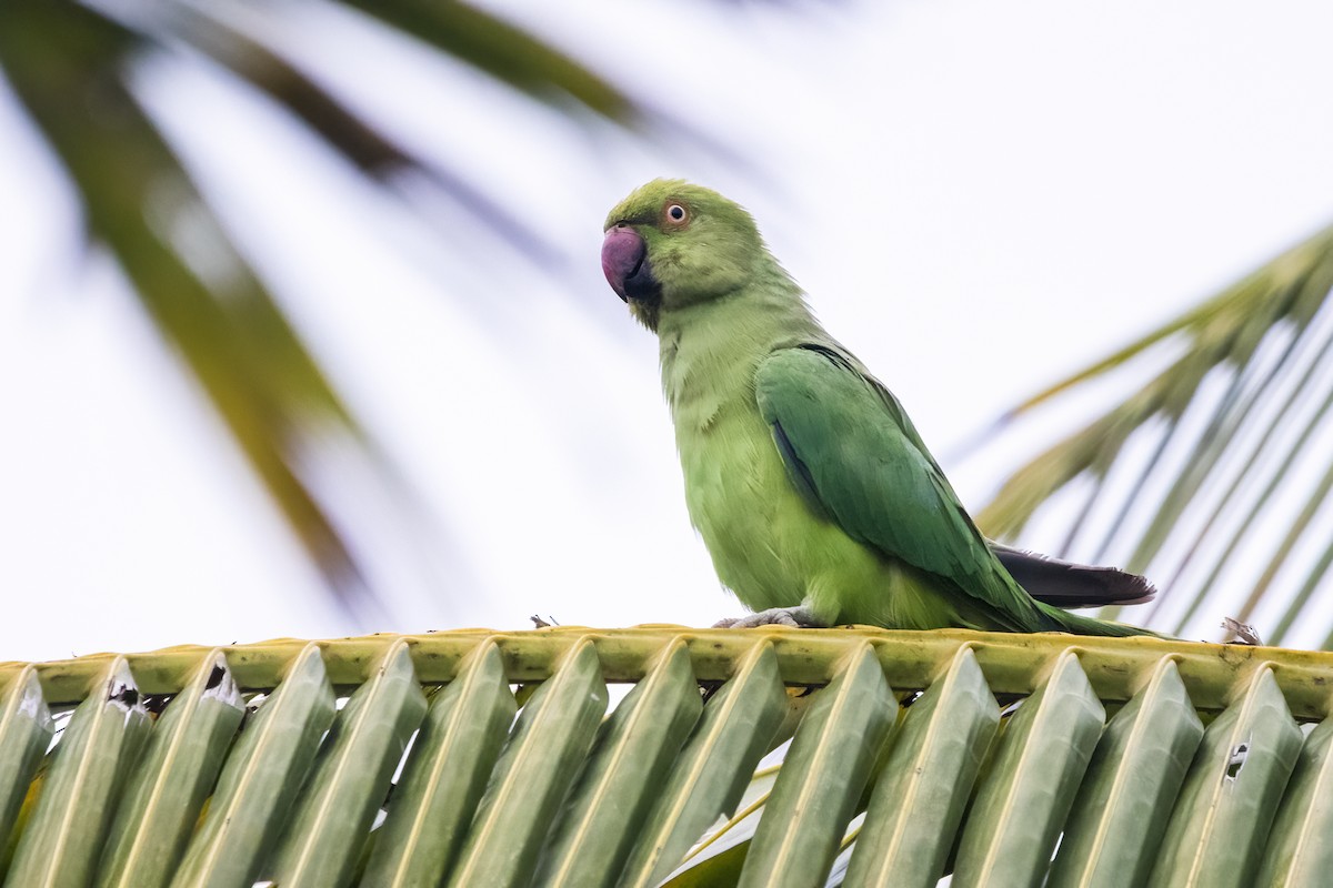 Rose-ringed Parakeet - Ravi Jesudas